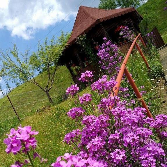 Pensiunea Agroturistica Stefan Viorica มอลโดวิตซา ภายนอก รูปภาพ